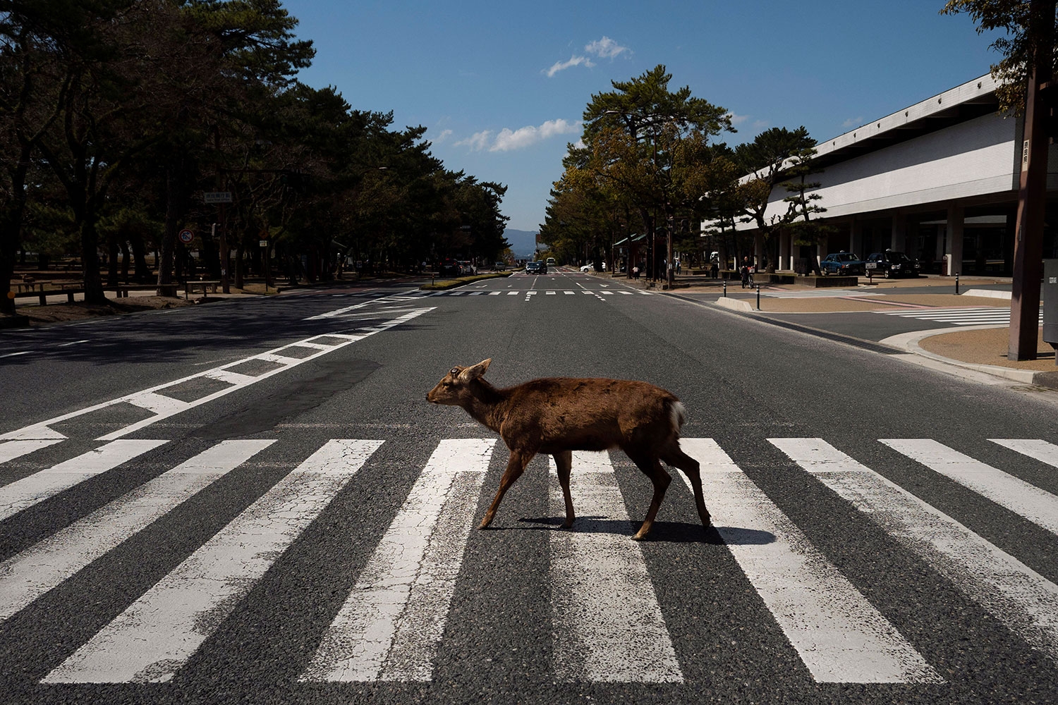 En hjort krysser et fotgjengerfelt i Japan. Ville dyr trekker inn til urbane strøk når menneskene går i karantene.
