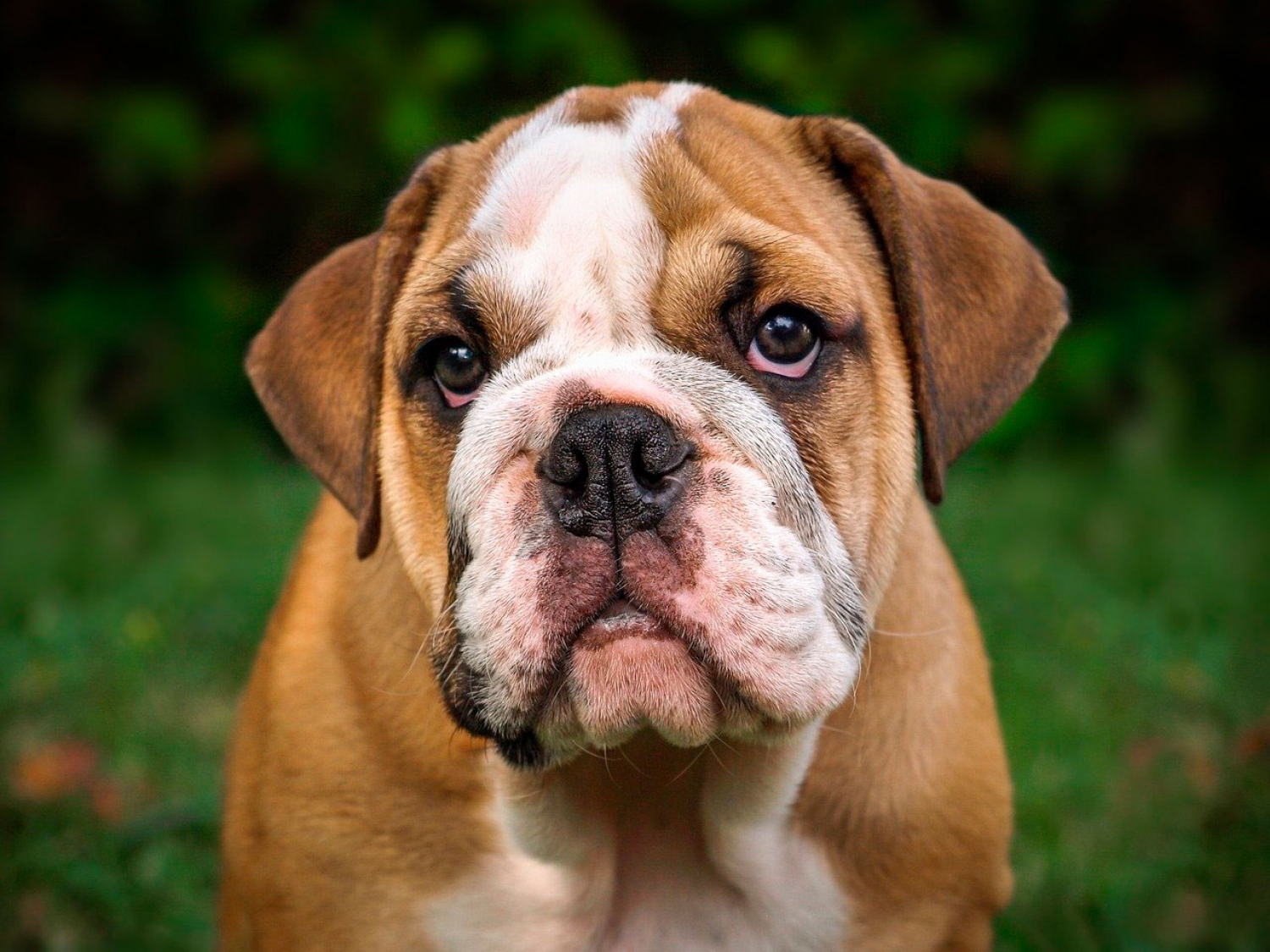 Engelsk Bulldog er en hunderase som er predisponert for mange ulike arvelige sykdommer.