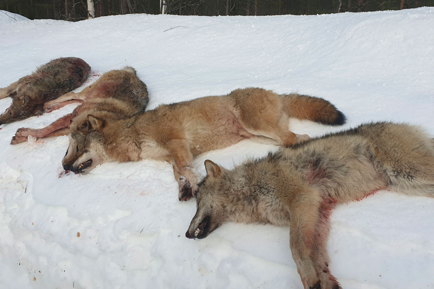 Fire av de seks ulvene i Letjenna-reviret i grenseområdet mellom Elverum og Åmot i Hedmark ble skutt på første dag av lisensjakten 1. januar 2020. NOAH vant i første rettsrunde søksmålet mot staten om fellingsvedtaket, men avgjørelsen er anket.