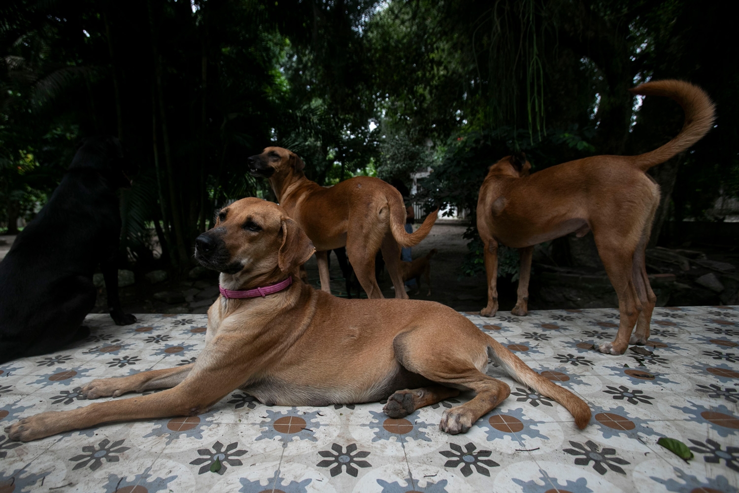 Gatehunden Lina og flere andre artsfrender på et senter for hjemløse hunder i Rio de Janeiro.