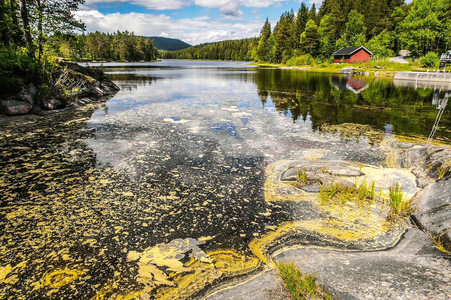 Pollen i vannet ved Skjærsjødammen i Nordmarka i Oslo.