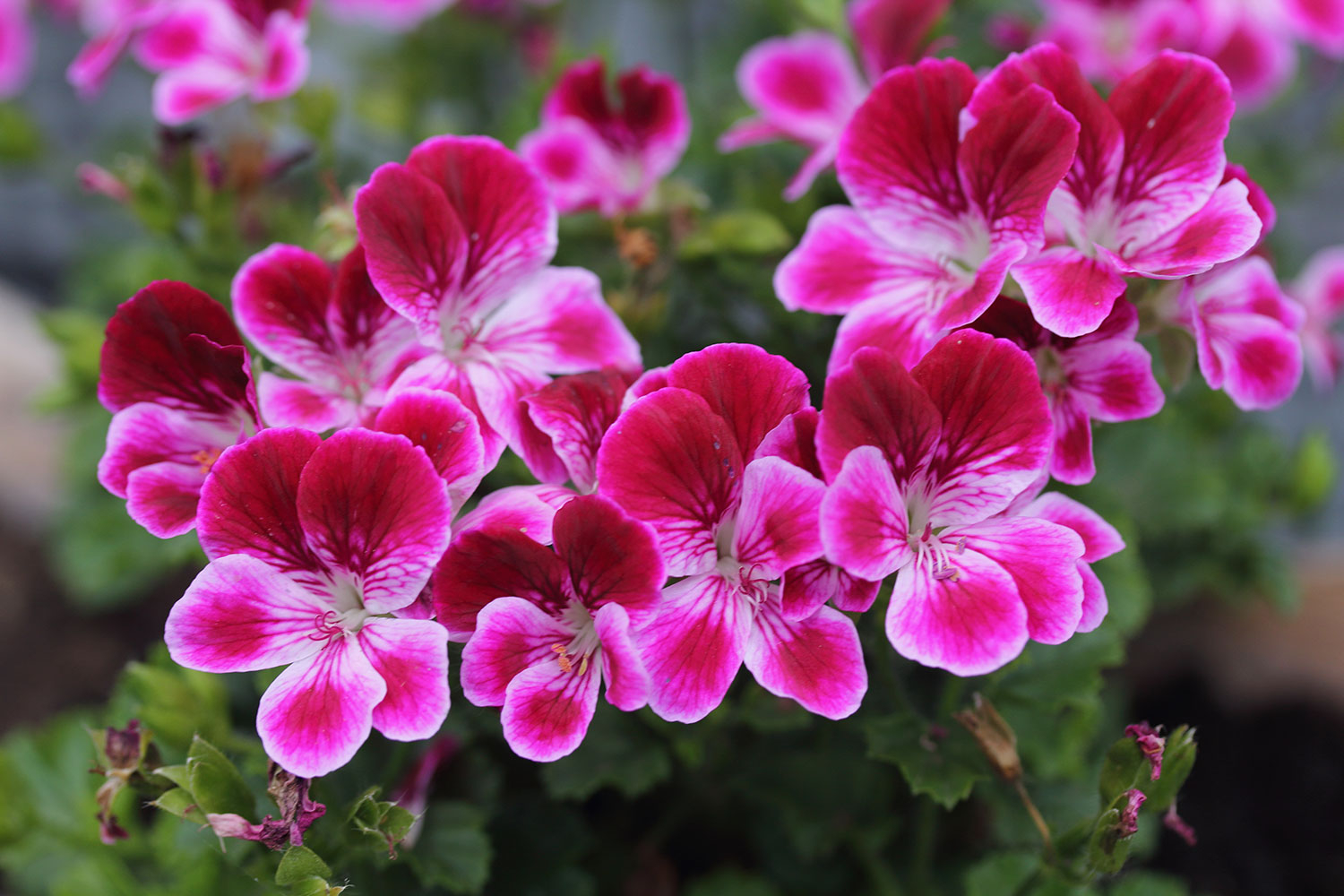 Pelargonia.