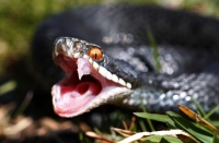 Hoggorm er en av tre ormer i norsk fauna og den eneste giftige slangen.
