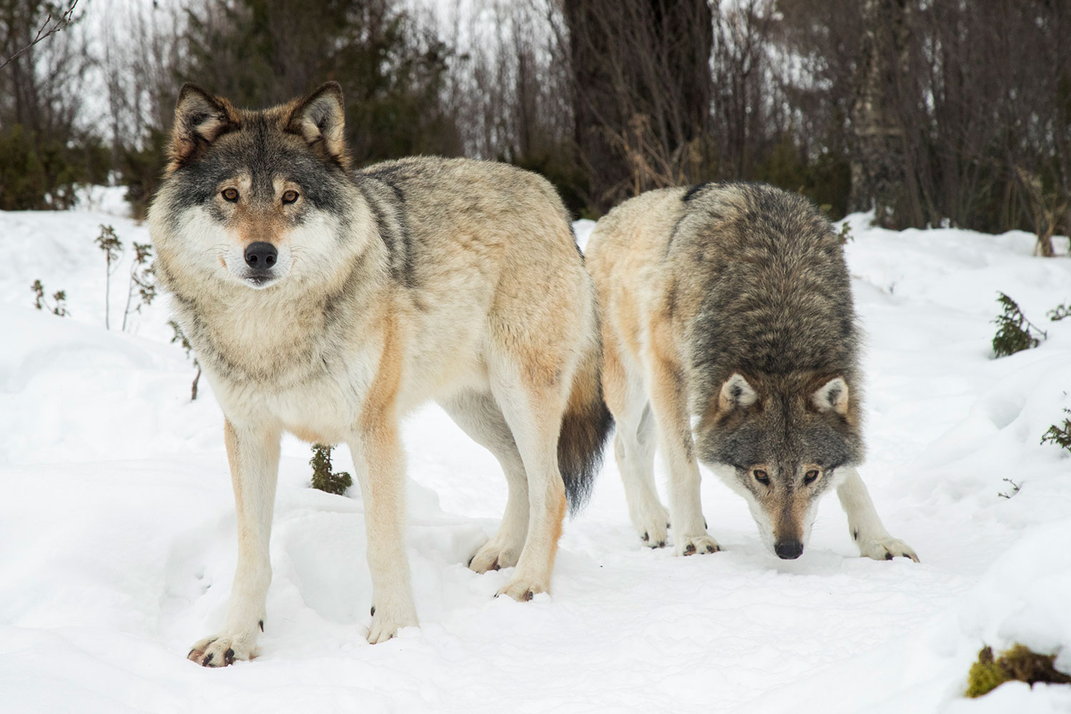 26 ulver kan felles utenfor ulvesonene i årets ulvejakt. Disse ulvene bor trygt på Langedrag.